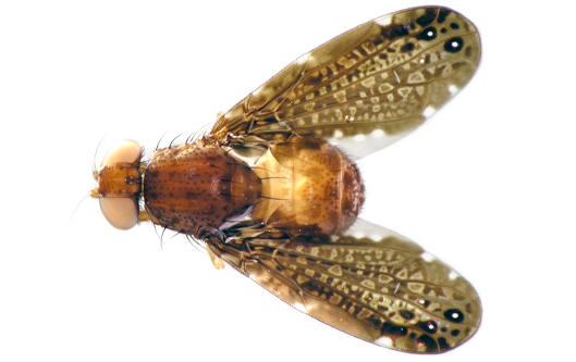 Pterocalla amnoni